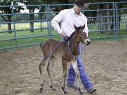Pin On Horses