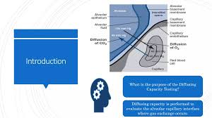 Image result for Diffusing Capacity