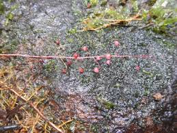 Image result for Maerua descampsii
