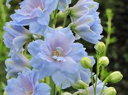 Maybe you would like to learn more about one of these? File Flowers In The English Garden Guelph Arboretum Jpg Wikipedia
