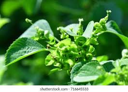 Image result for Acalypha indica