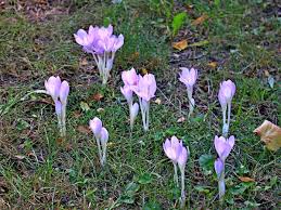 Ab september öffnet sie ihre blüten, die denen der krokusse. Herbstzeitlose Wikipedia