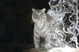 Check spelling or type a new query. Siegfried Roy S Secret Garden Dolphin Habitat Las Vegas