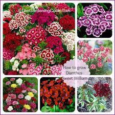 Dianthus Barbatus Perennial Mounding And Container Plant How To Grow Dianthus Barbatus Sweet William Dianthus Flowers