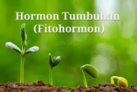 Maybe you would like to learn more about one of these? Pengertian Hormon Tumbuhan Macam Fungsi Dan Manfaat