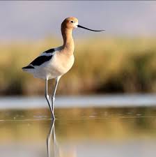 American Avocet Elkhorn Slough Ca This Really Is One Of My Most Favorite Place In The World Such A Blessing To Be Pet Birds Bird Life List Beautiful Birds