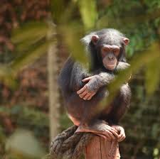 Heights can exceed 5 feet (about gorilla height), their skulls are larger than chimp skulls, and the locals in bili refer to bili apes as lion killers. Lethal Chimp Disease Is Linked To Newly Identified Bacteria The New York Times