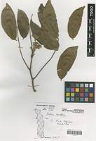 Image result for Berlinia grandiflora