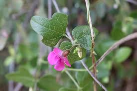 Image result for Vigna frutescens
