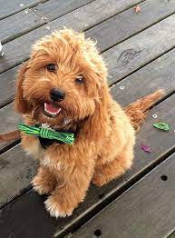 Henry Cavoodle Via Myoodle Com Brisbane 2016 Myoodle Dog Calendar Model Cavoodles Dogs Cute Dogs Pet Care Dogs Cavadoodle