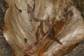 The invasive species isn't like your typical earthworm. Dendrodrilus Rubidus Wikipedia