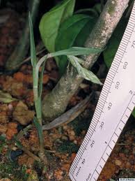 Image result for Zeuxine stammleri