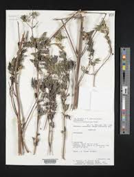 Image result for Aspilia ciliata