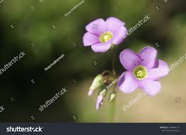 Image result for Oxalis latifolia
