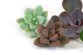 Send succulent gifts, cacti & terrariums for delivery. Shop Succulents Assortment Of Hand Selected Live Succulent Cutting For Arrangements And Diy Projects 5 Pack Pricepulse