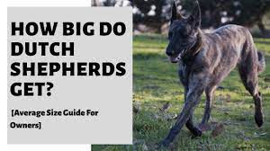 How Big Do Dutch Shepherds Get Average Size Guide For Owners