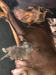 Грозная собака-доберман усыновила брошенного котенка: щемящие фото и видео  - Pets