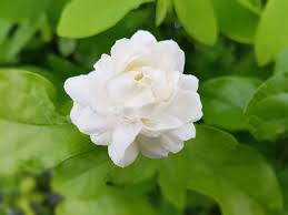 Many varieties will tolerate shade, but they do best in full sun. Jasmine Description Major Species Facts Britannica