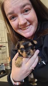 Yorkie Puppy Growth and Care