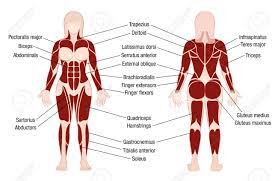 The body has 3 main types of muscle tissue. Muscle Chart With Accurate Description Of The Most Important Muscles Of The Female Body Front And Back View Isolated Vector Illustration On White Background Royalty Free Cliparts Vectors And Stock