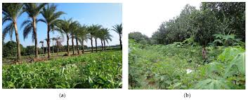 In agroforestry systems there are both ecological and economical interactions between the different components. Conservation Free Full Text Does Traditional Agroforestry A Sustainable Production System In Bangladesh An Analysis Of Socioeconomic And Ecological Perspectives Html