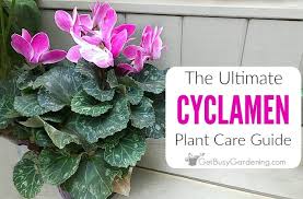 Plants lose a lot of water during this season and they can wither or have stunted growth if they are not well watered. Cyclamen Plant Care Guide How To Care And Look After Cyclamen