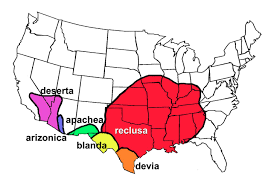 Serving the greater portland metro area into vancouver, sw washington. Brown Recluse Pest Management Tips For The Spider That S Not As Common As You Think Eurekalert Science News