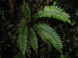 Image result for Lomariopsidaceae