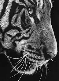 Black And White Tiger Picture Black And White Tiger Painting By Nick Sider Tiger Painting Tiger Art Wildlife Art