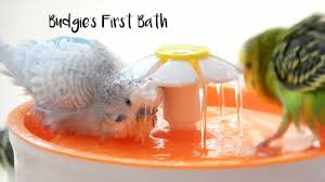 Bird Bath For Budgie Cage How To Give Budgie S First Bath Budgie Water Training Budgies Budgies Care Parakeet Care