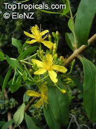 Image result for Hypericum roeperianum