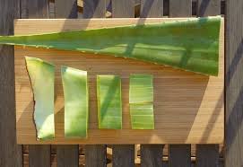 Aloe vera ernten und gel gewinnenhast du eine aloe vera pflanze zu hause und möchtest die kraft der natur für dich nutzen und deswegen das kostbare und reine. Aloe Vera Blatt Tipps Rund Um Verarbeitung Lagerung