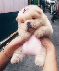 Gallery Animals Dogs Beautiful Photo Good Luneks Hayvan Bebekler Bebek Kopekler Sevimli Kopek Yavrulari