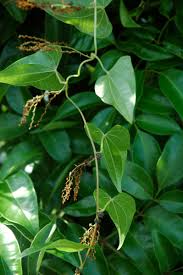 Image result for Dioscoreaceae