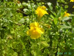 Image result for Phrymaceae