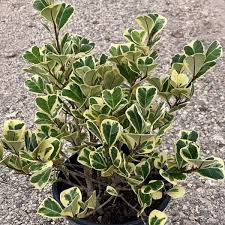 Image result for Ficus triangularis