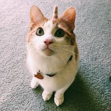 Unicorn Cat Meme Generator Imgflip
