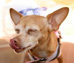 Why Is My Dog Compulsively Licking The Air