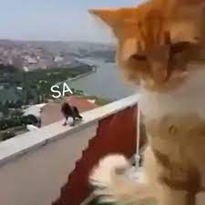 kediyle karganin agiz dalasi pets instagram