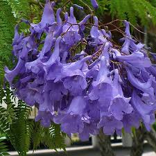 Image result for Jacaranda mimosifolia