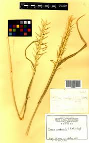 Image result for Vossia cuspidata