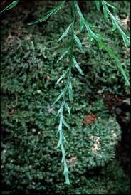 Image result for Asplenium staudtii