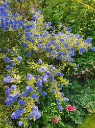 Maybe you would like to learn more about one of these? Greg Tofield On Twitter Ceanothus Lemon And Lime Shrubs Evergreen Thursdaymotivation Gregsgardens