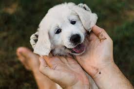 My winston loves kids and all other dogs and cats. 8 Week Old English Cream Golden Retriever Puppies By Samantha Gehrmann A Collection Of Stock Imagery Available Royalty Free From Stocksy United