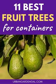 A bushy tree with fragrant white flowers. 11 Fruit Trees For Containers Growing Fruit Trees Fruit Tree Garden Potted Fruit Trees