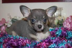 Chihuahua in dogs & puppies for sale. Blue Merle Chihuahua Puppies For Sale Petsidi