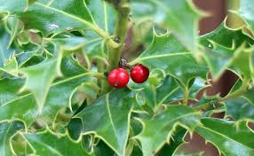 Despite the prickles, they are edible. Holly Ilex Fruit Berries Green Red Prickly Spiny Toxic Holly Plants Evergreen Pikist