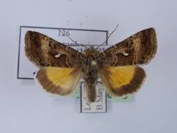 Image result for Syngrapha hochenwarthi