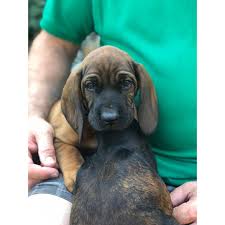 Image result for hannoverský barvář