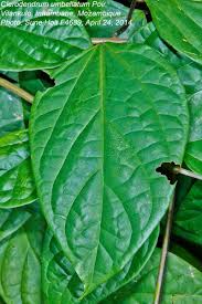 Image result for Clerodendrum umbellatum